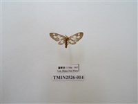 藏品(斑腹鹿蛾)的圖片